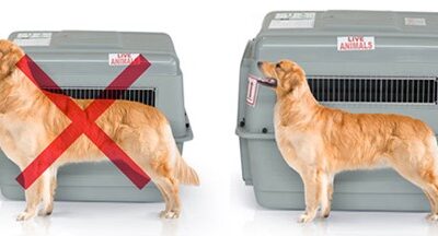 How to safely fly your pet when moving.
